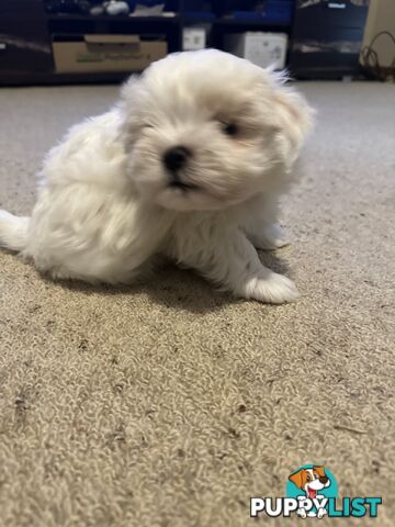 Maltese x Shihtzu puppies - currently 7 weeks old