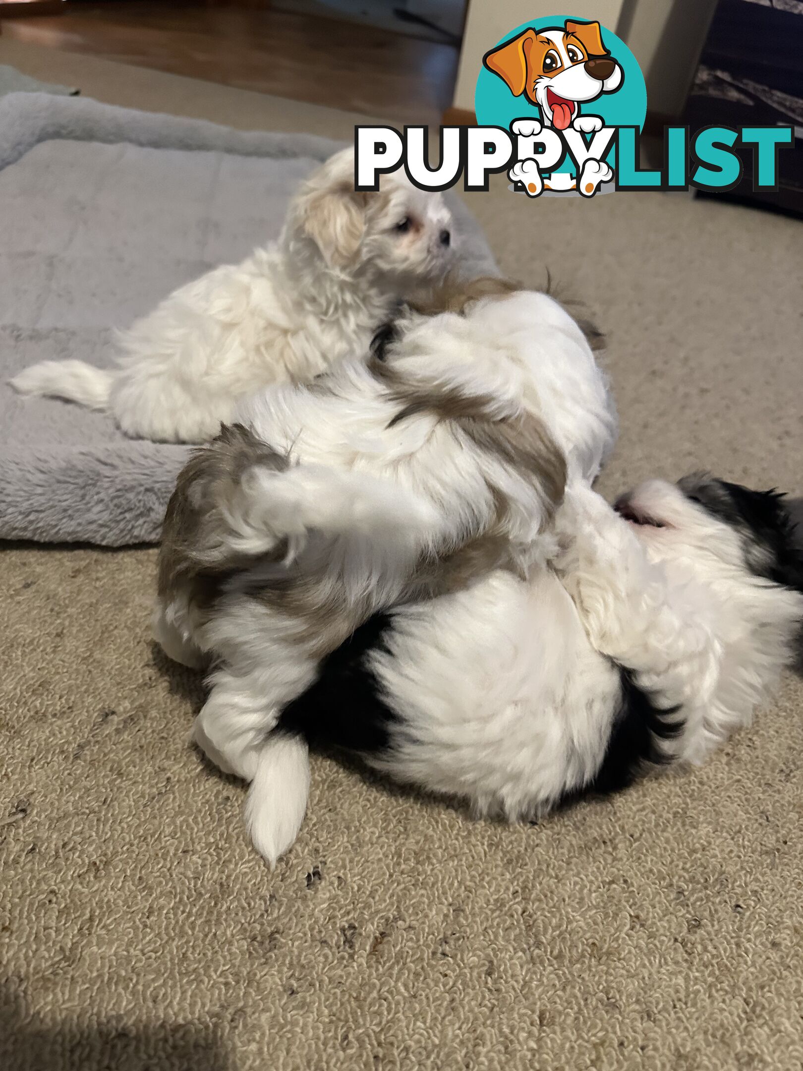 Maltese x Shihtzu puppies - currently 7 weeks old