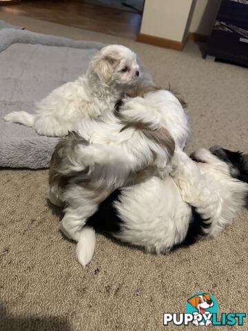Maltese x Shihtzu puppies - currently 7 weeks old
