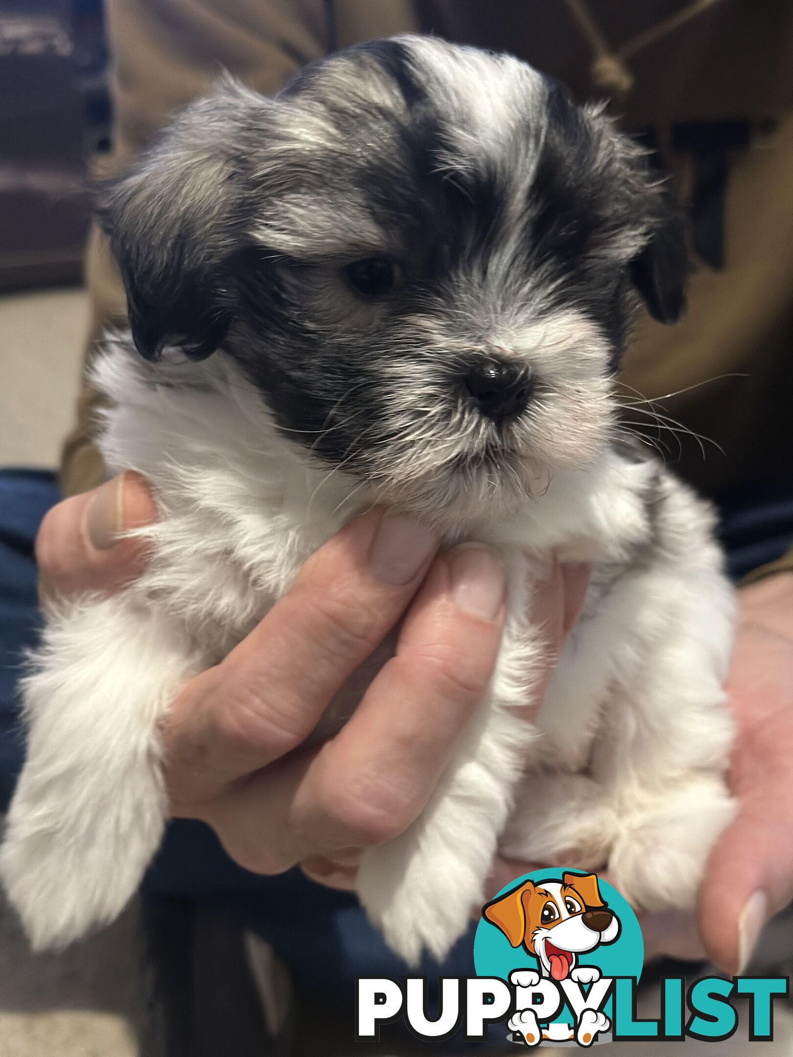 Maltese x Shihtzu puppies - currently 7 weeks old
