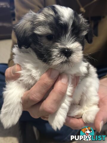 Maltese x Shihtzu puppies - currently 7 weeks old