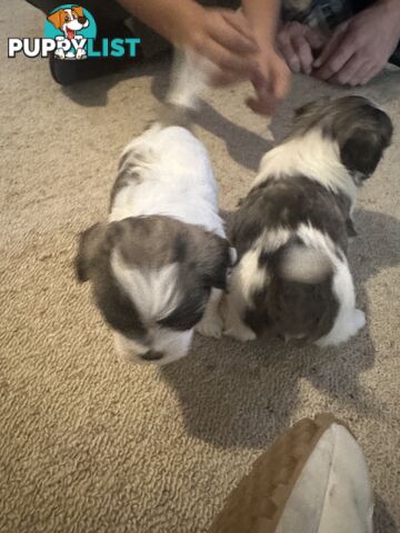 Maltese x Shihtzu puppies - currently 5 weeks old