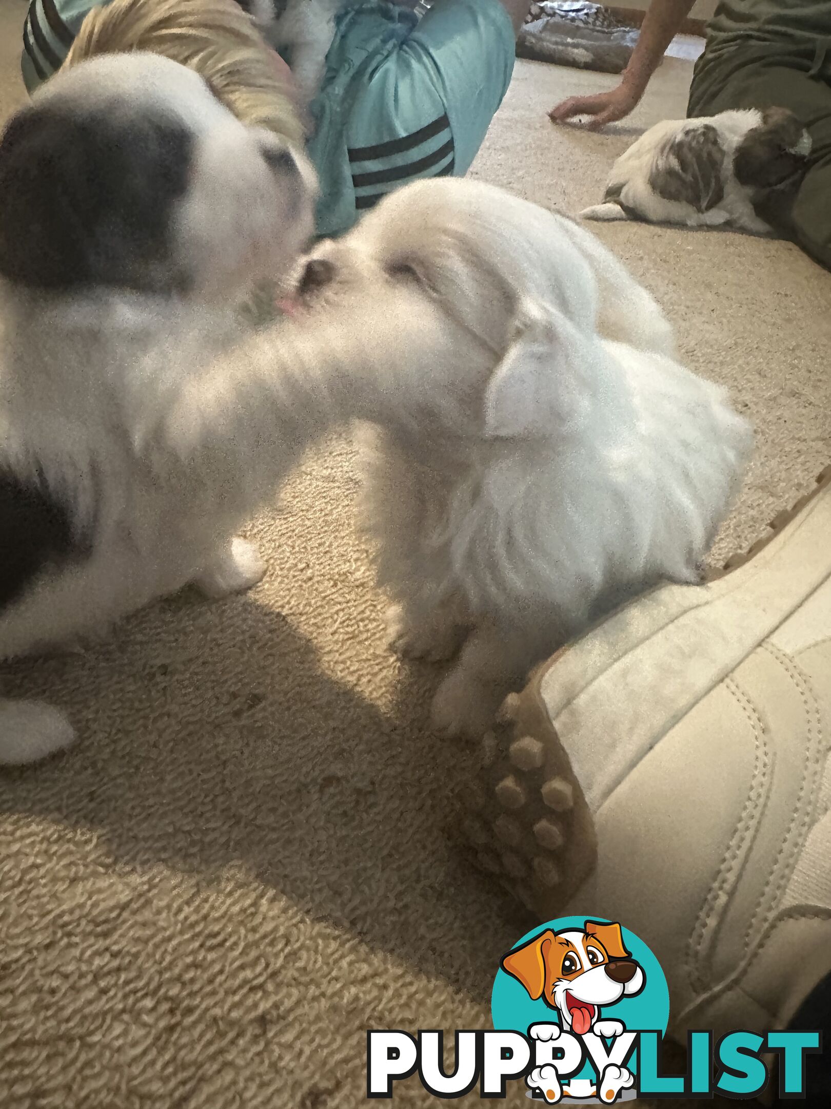 Maltese x Shihtzu puppies - currently 5 weeks old