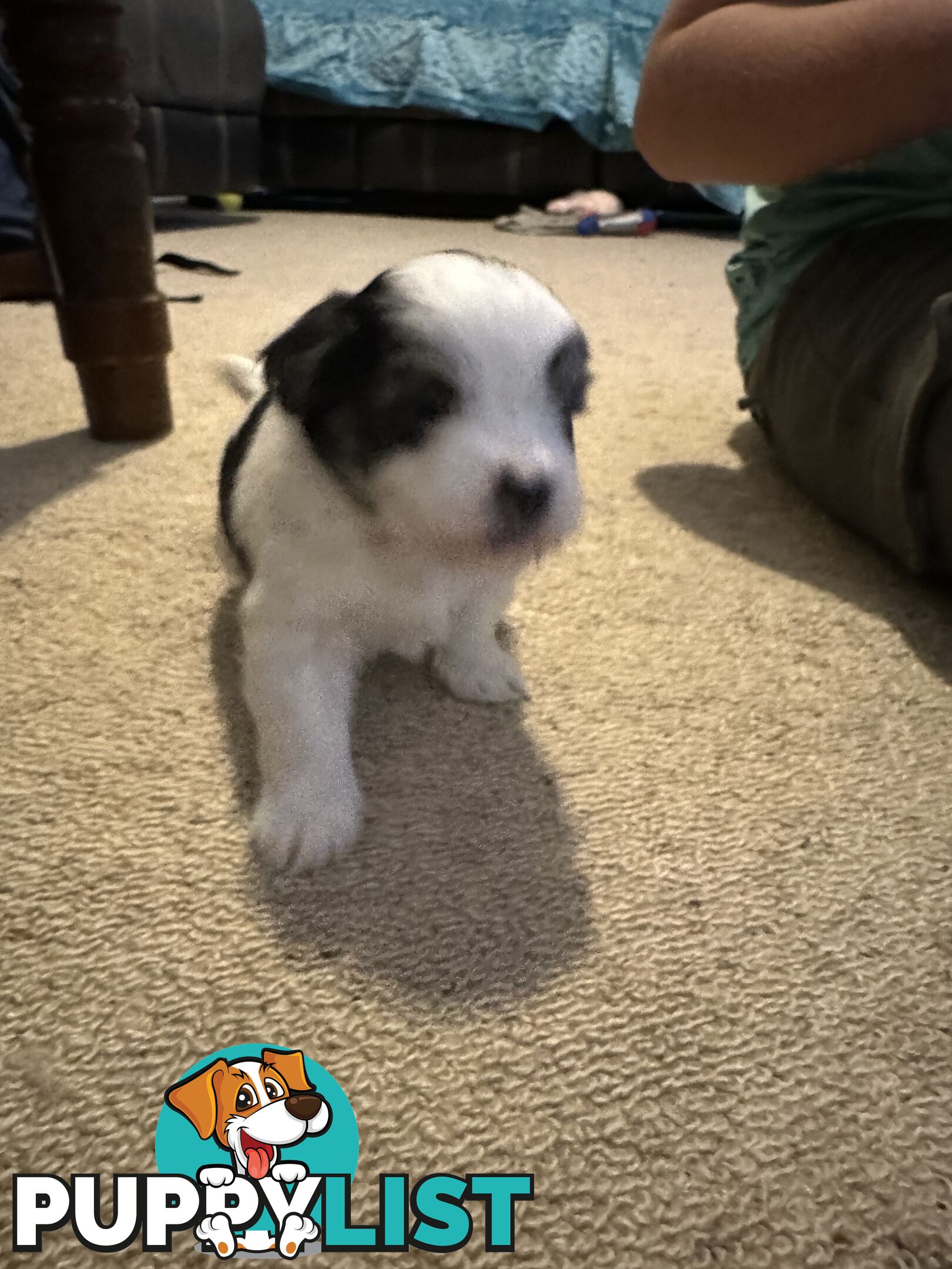 Maltese x Shihtzu puppies - currently 5 weeks old
