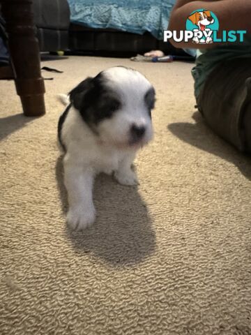 Maltese x Shihtzu puppies - currently 5 weeks old