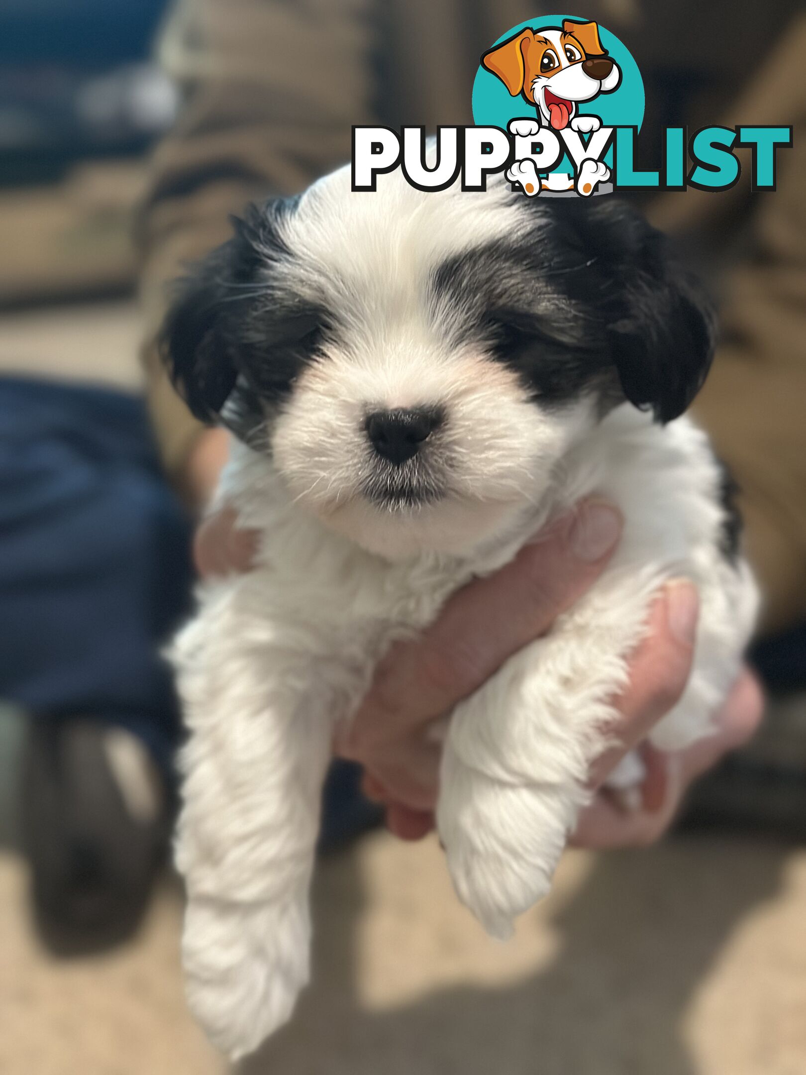 Maltese x Shihtzu puppies - currently 7 weeks old