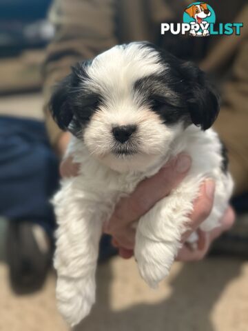 Maltese x Shihtzu puppies - currently 7 weeks old