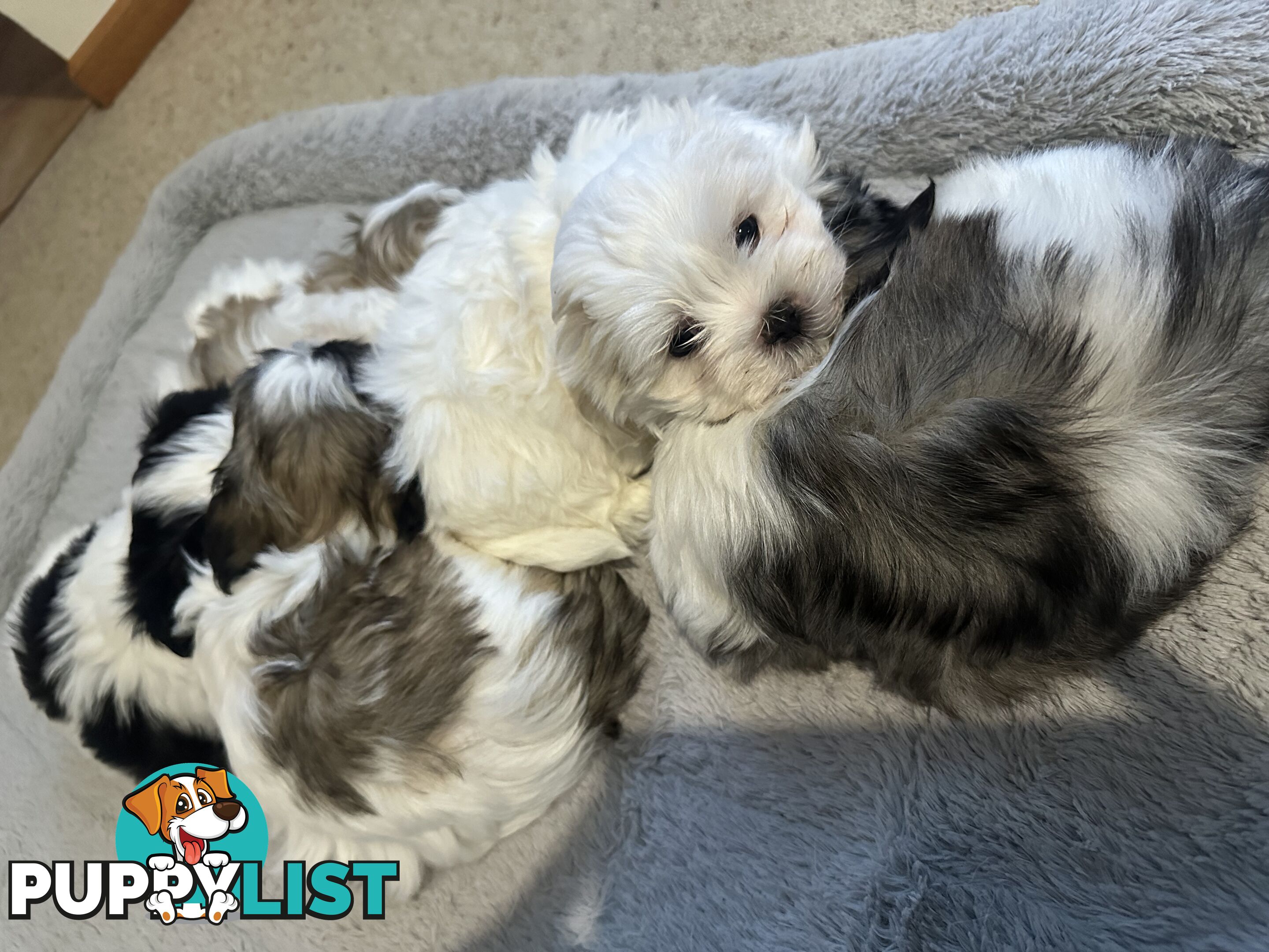 Maltese x Shihtzu puppies - currently 7 weeks old