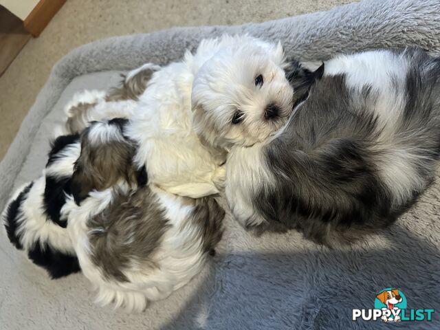 Maltese x Shihtzu puppies - currently 7 weeks old
