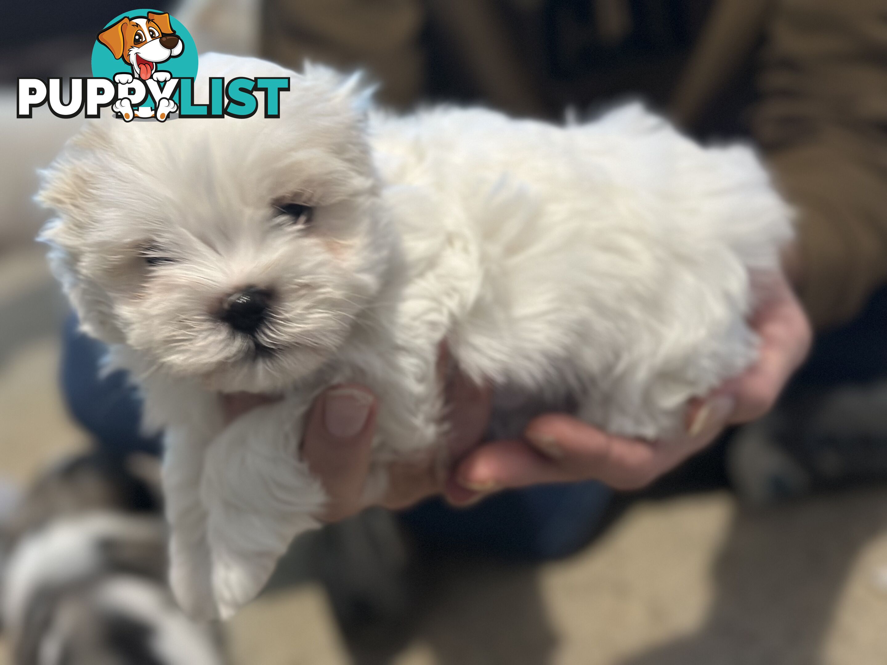 Maltese x Shihtzu puppies - currently 7 weeks old