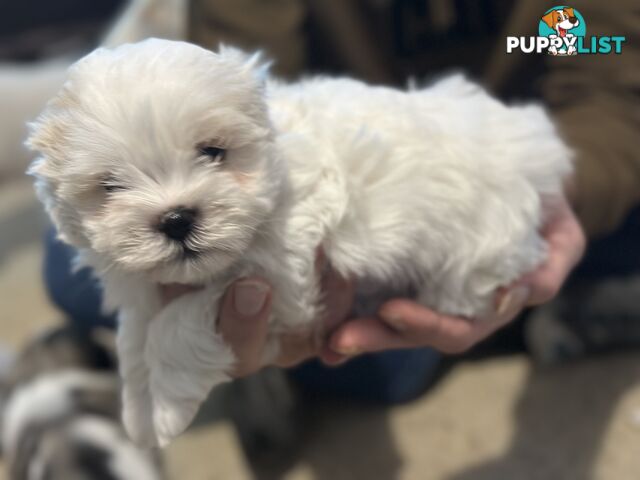 Maltese x Shihtzu puppies - currently 7 weeks old