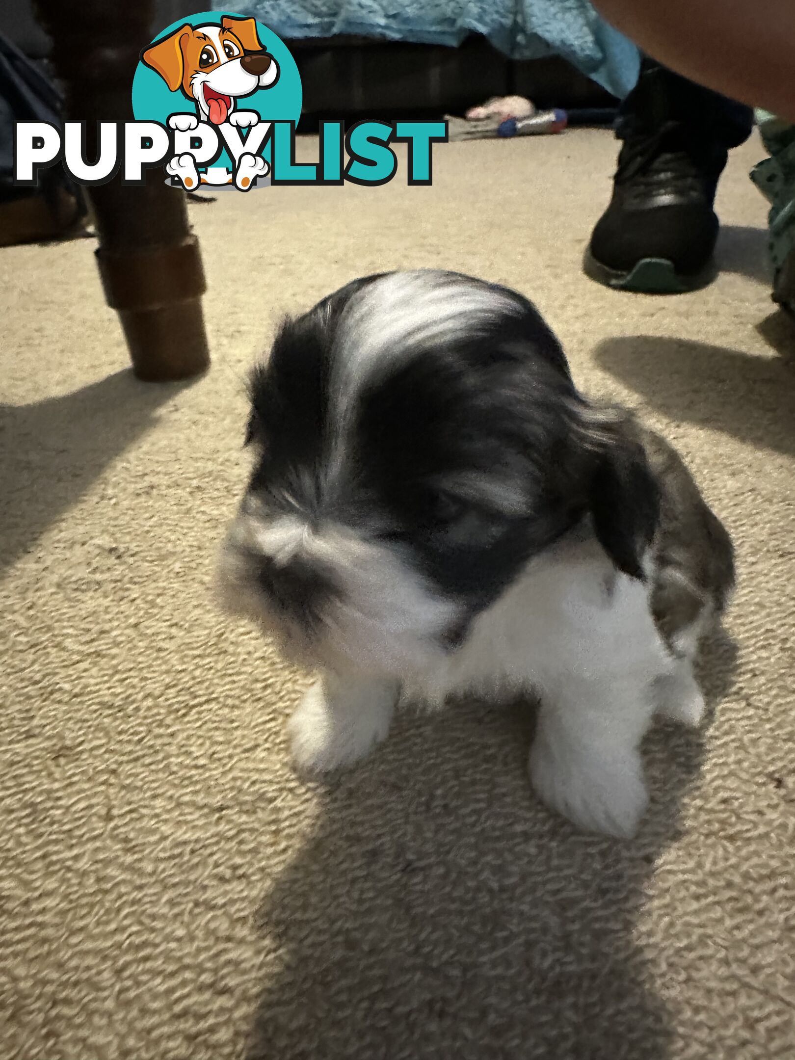 Maltese x Shihtzu puppies - currently 5 weeks old