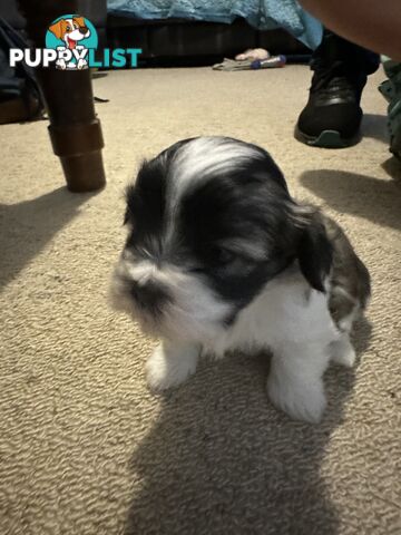 Maltese x Shihtzu puppies - currently 5 weeks old
