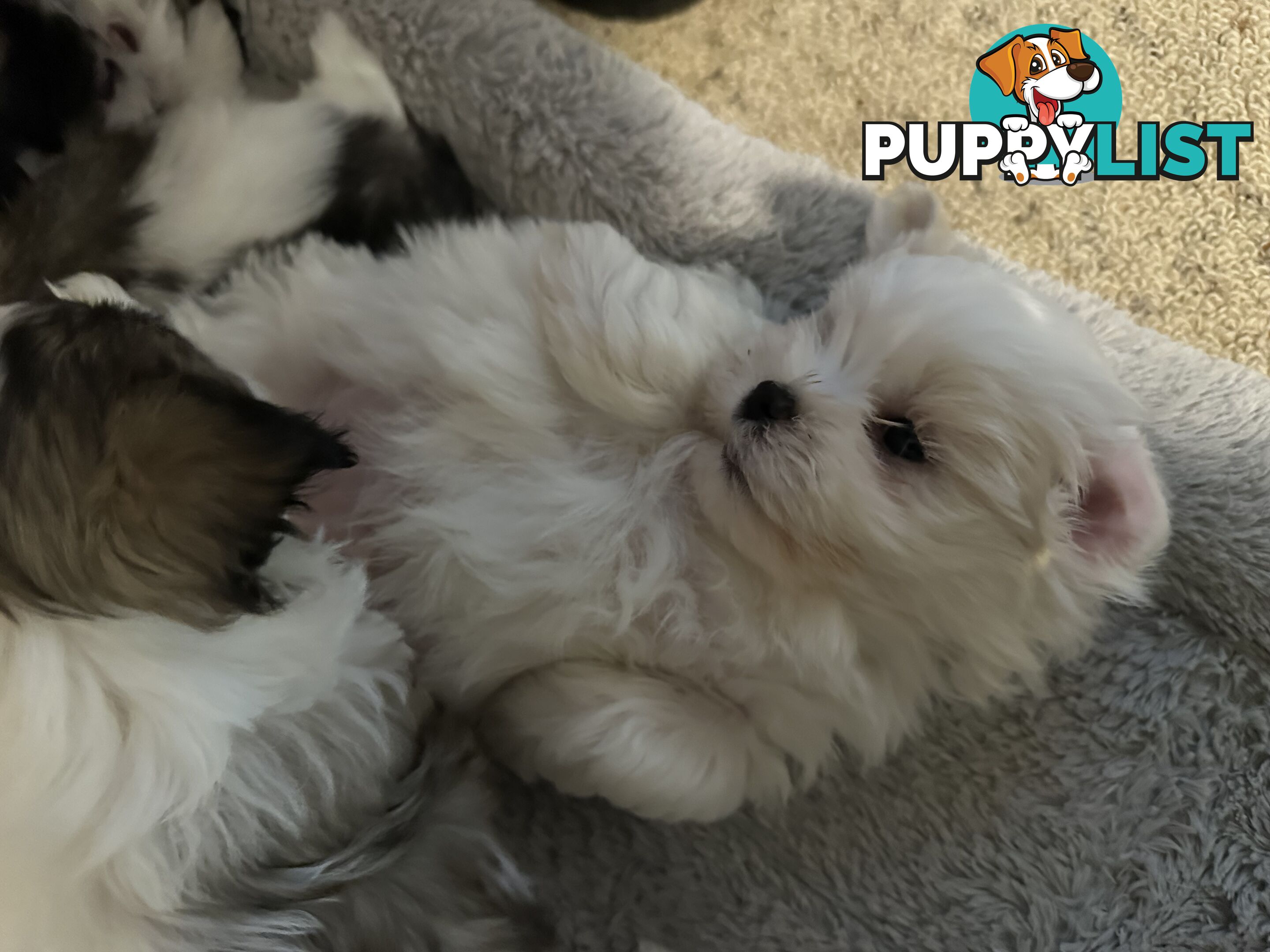 Maltese x Shihtzu puppies - currently 7 weeks old