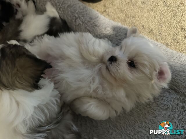 Maltese x Shihtzu puppies - currently 7 weeks old