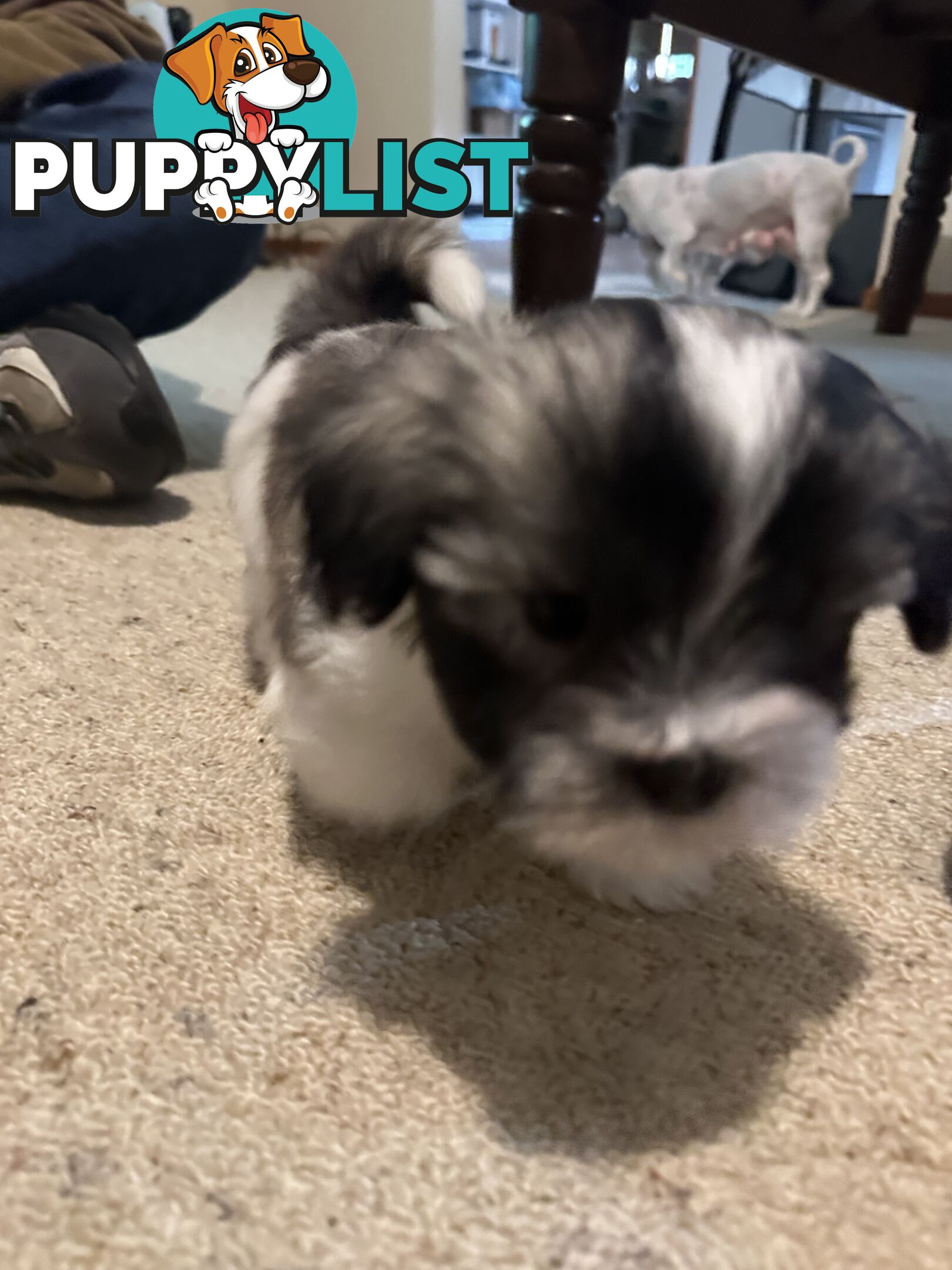 Maltese x Shihtzu puppies - currently 7 weeks old