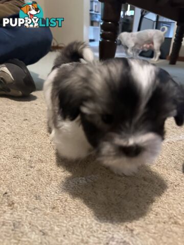 Maltese x Shihtzu puppies - currently 7 weeks old