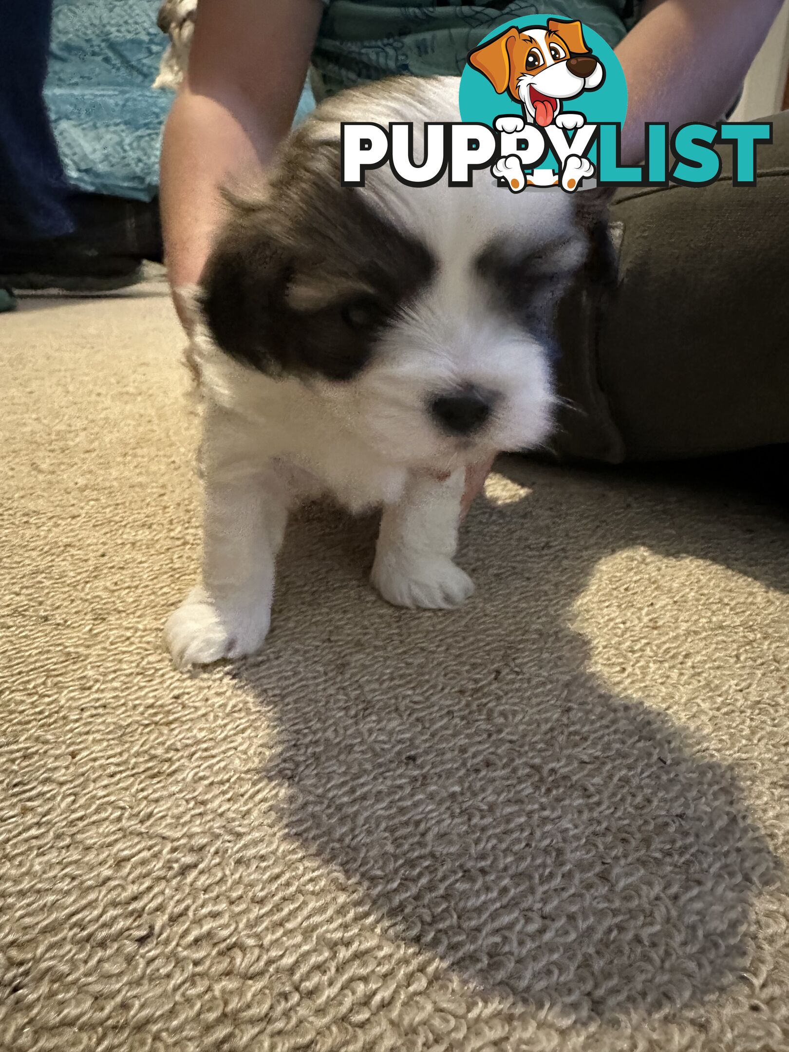 Maltese x Shihtzu puppies - currently 5 weeks old