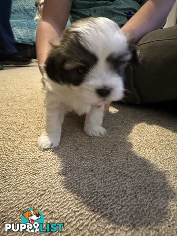 Maltese x Shihtzu puppies - currently 5 weeks old