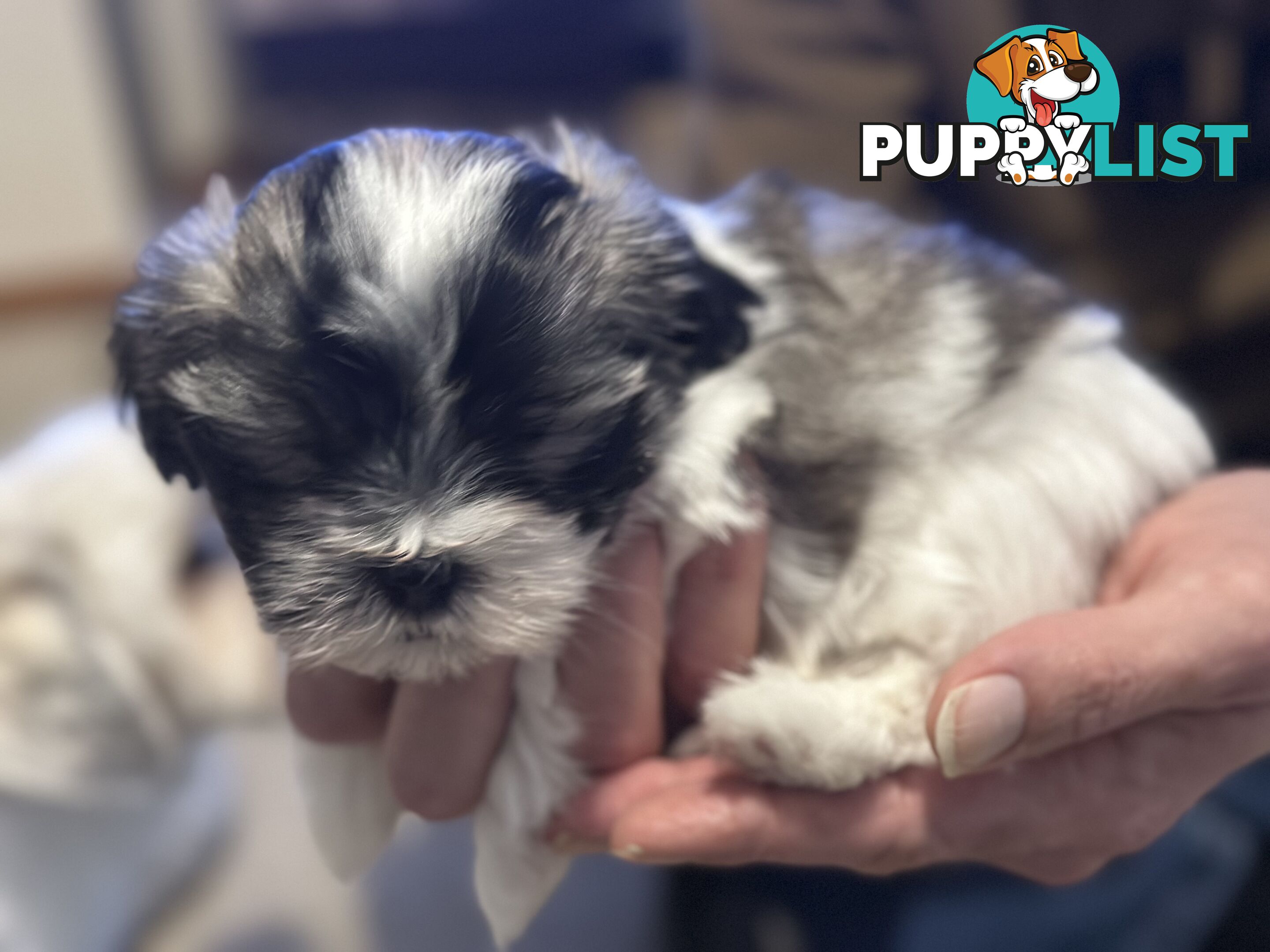 Maltese x Shihtzu puppies - currently 7 weeks old
