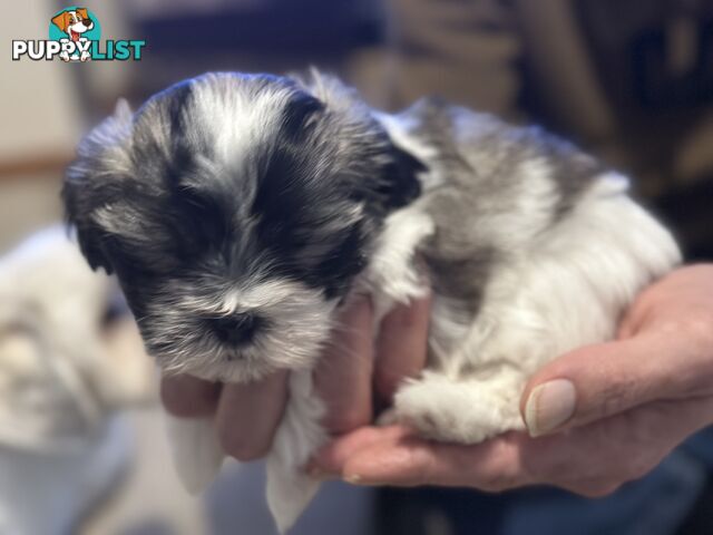 Maltese x Shihtzu puppies - currently 7 weeks old