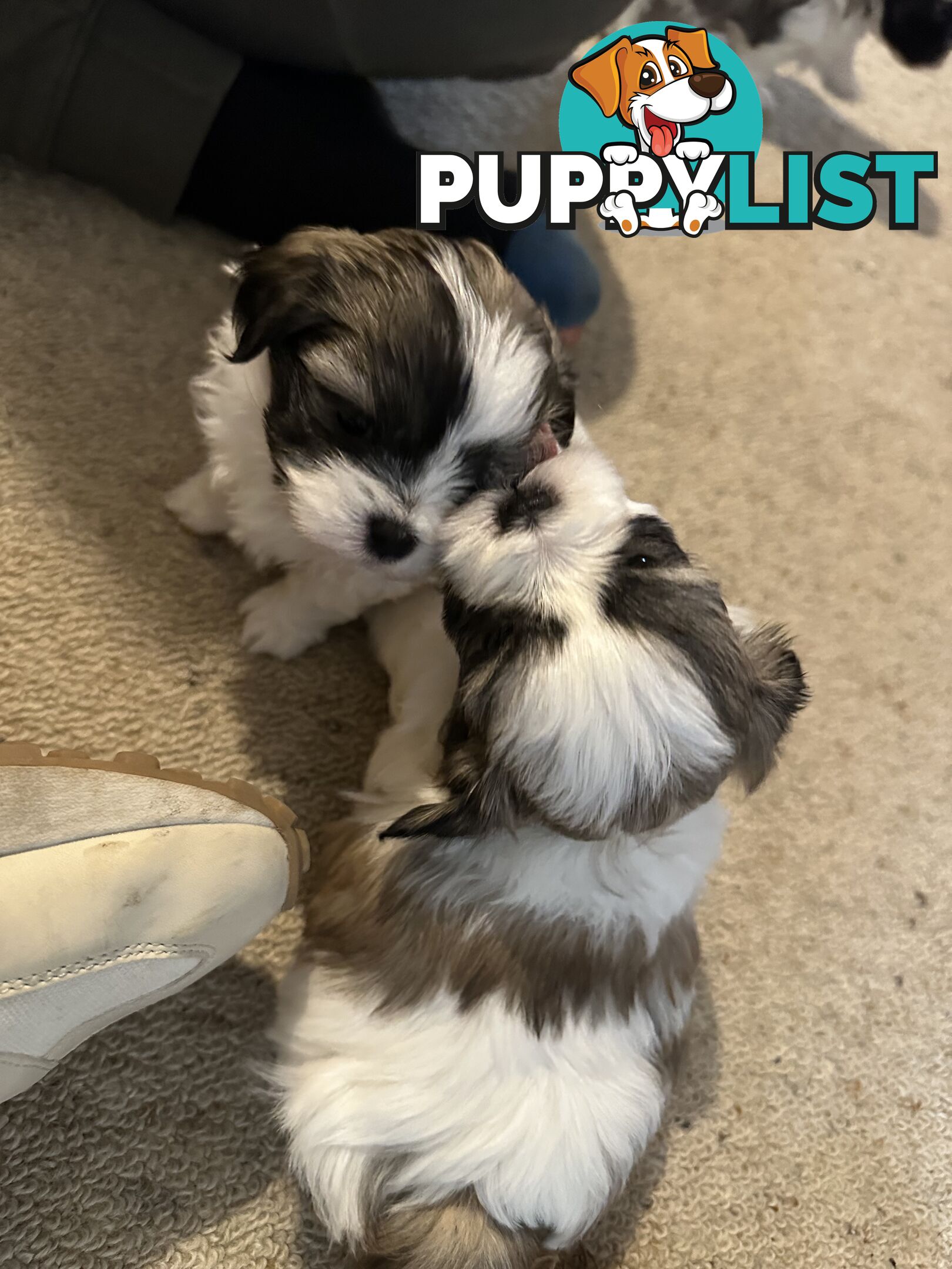 Maltese x Shihtzu puppies - currently 5 weeks old