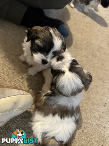 Maltese x Shihtzu puppies - currently 5 weeks old