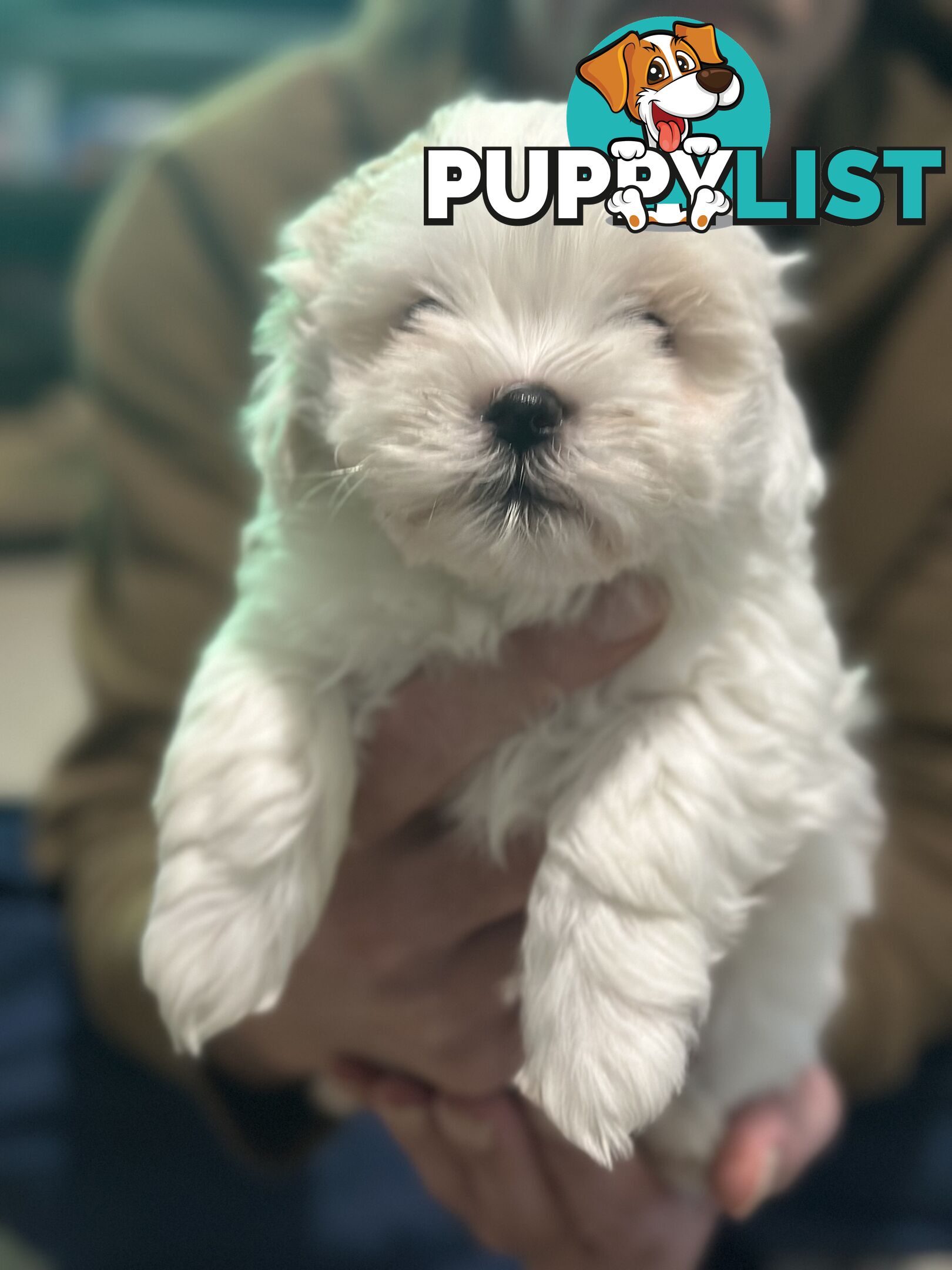 Maltese x Shihtzu puppies - currently 7 weeks old