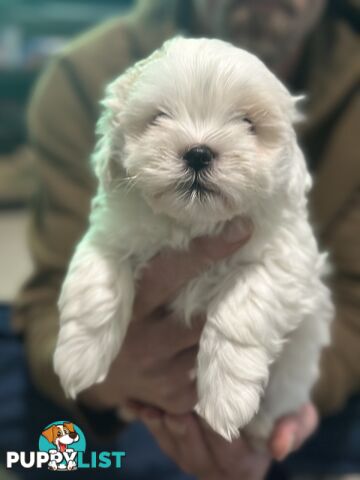 Maltese x Shihtzu puppies - currently 7 weeks old