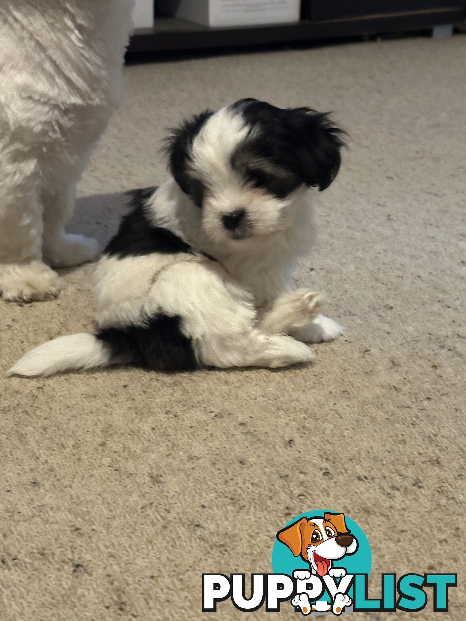 Maltese x Shihtzu puppies - currently 7 weeks old