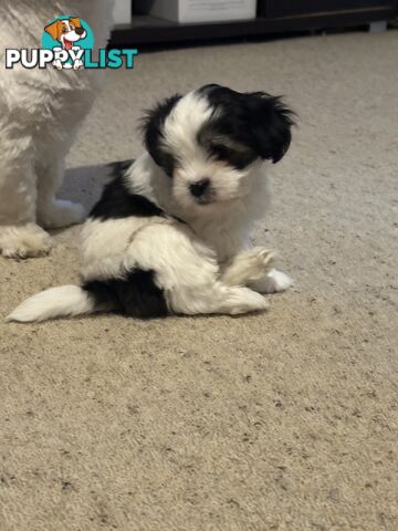 Maltese x Shihtzu puppies - currently 7 weeks old