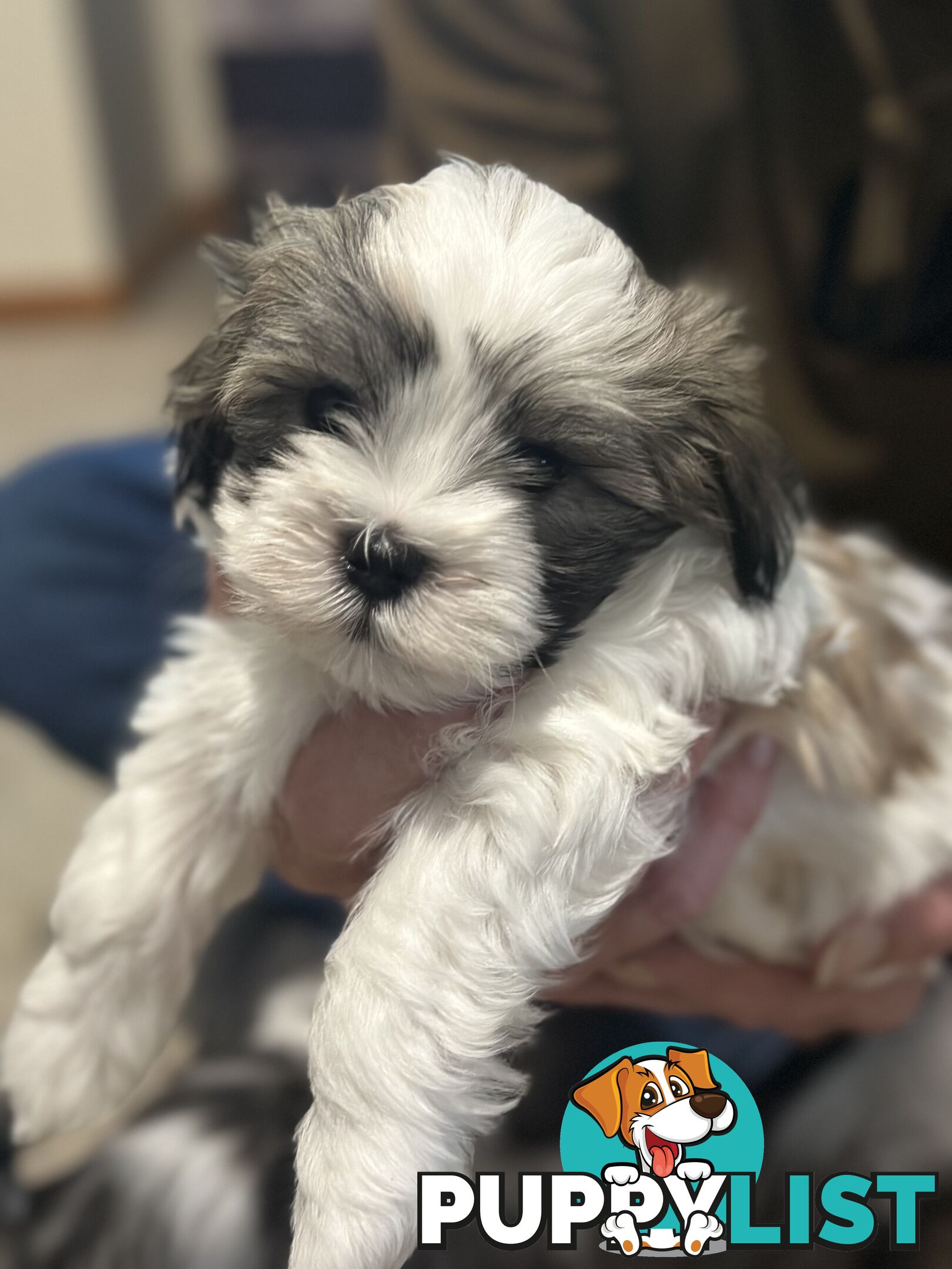 Maltese x Shihtzu puppies - currently 7 weeks old