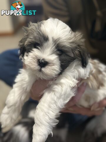 Maltese x Shihtzu puppies - currently 7 weeks old