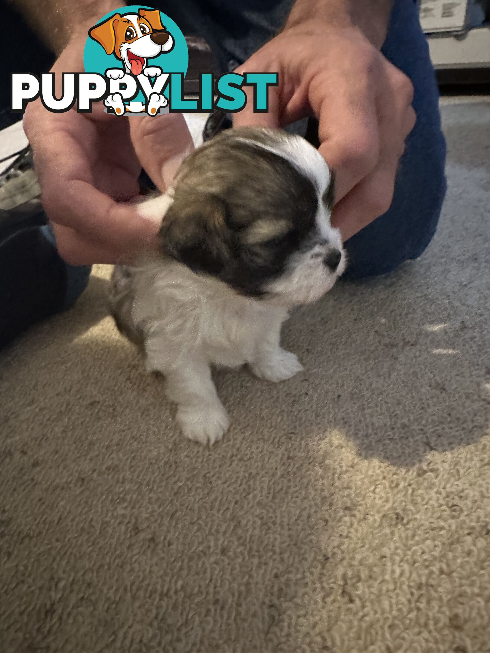 Maltese x Shihtzu puppies - currently 5 weeks old