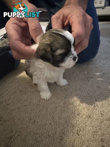 Maltese x Shihtzu puppies - currently 5 weeks old