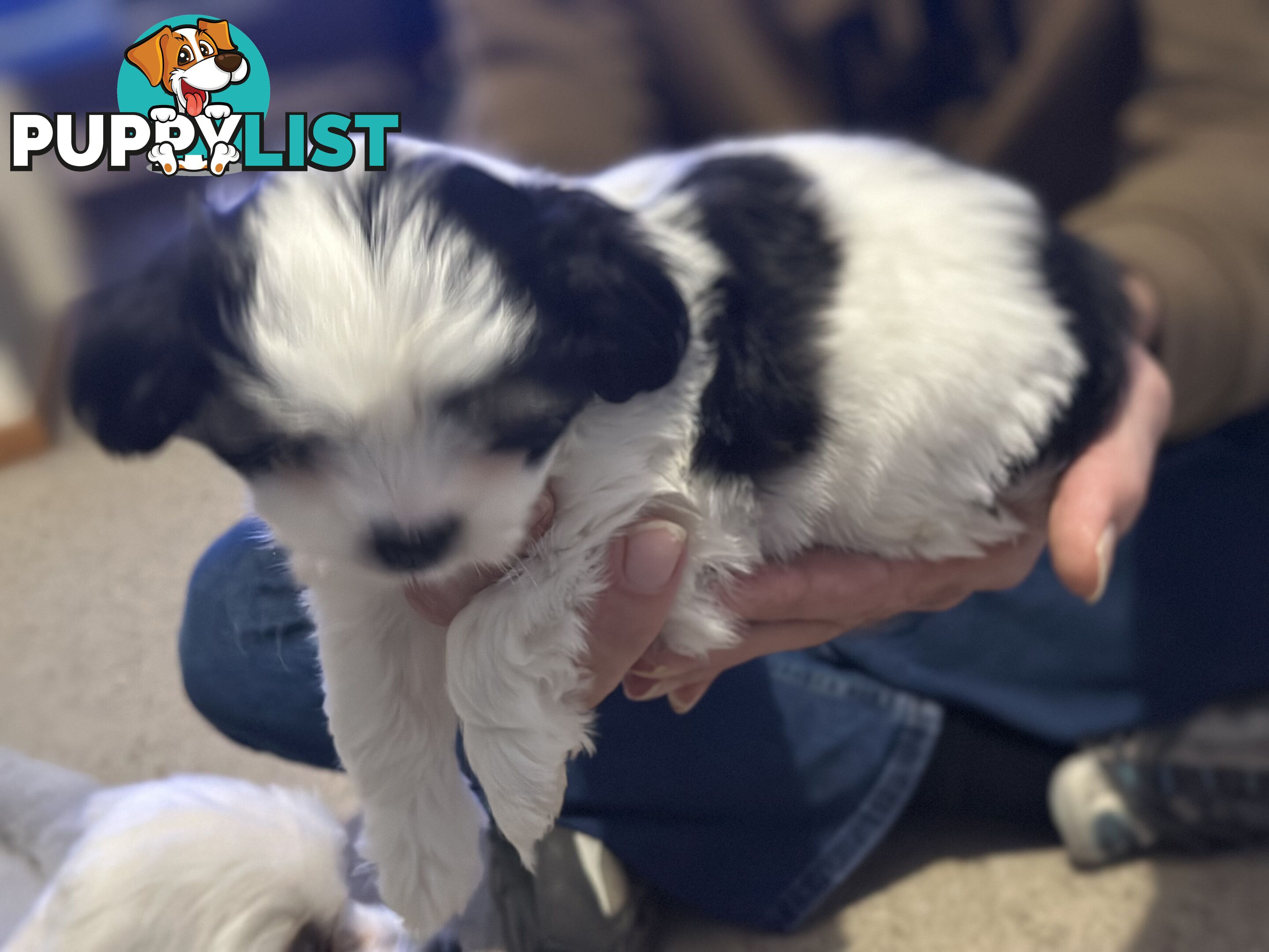 Maltese x Shihtzu puppies - currently 7 weeks old