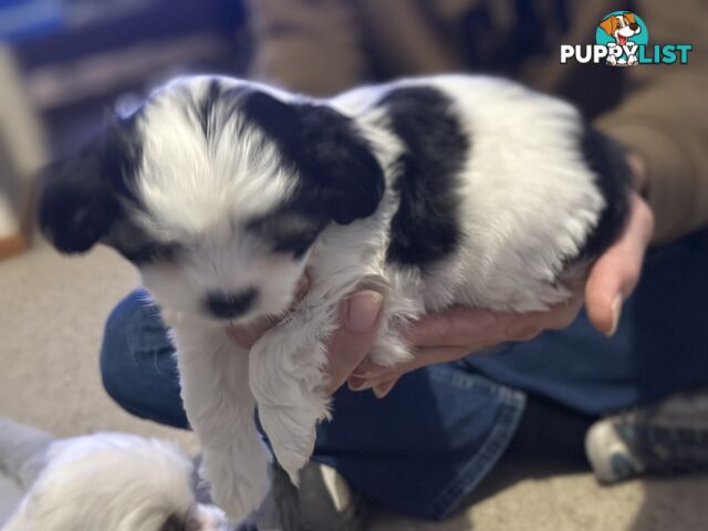 Maltese x Shihtzu puppies - currently 7 weeks old
