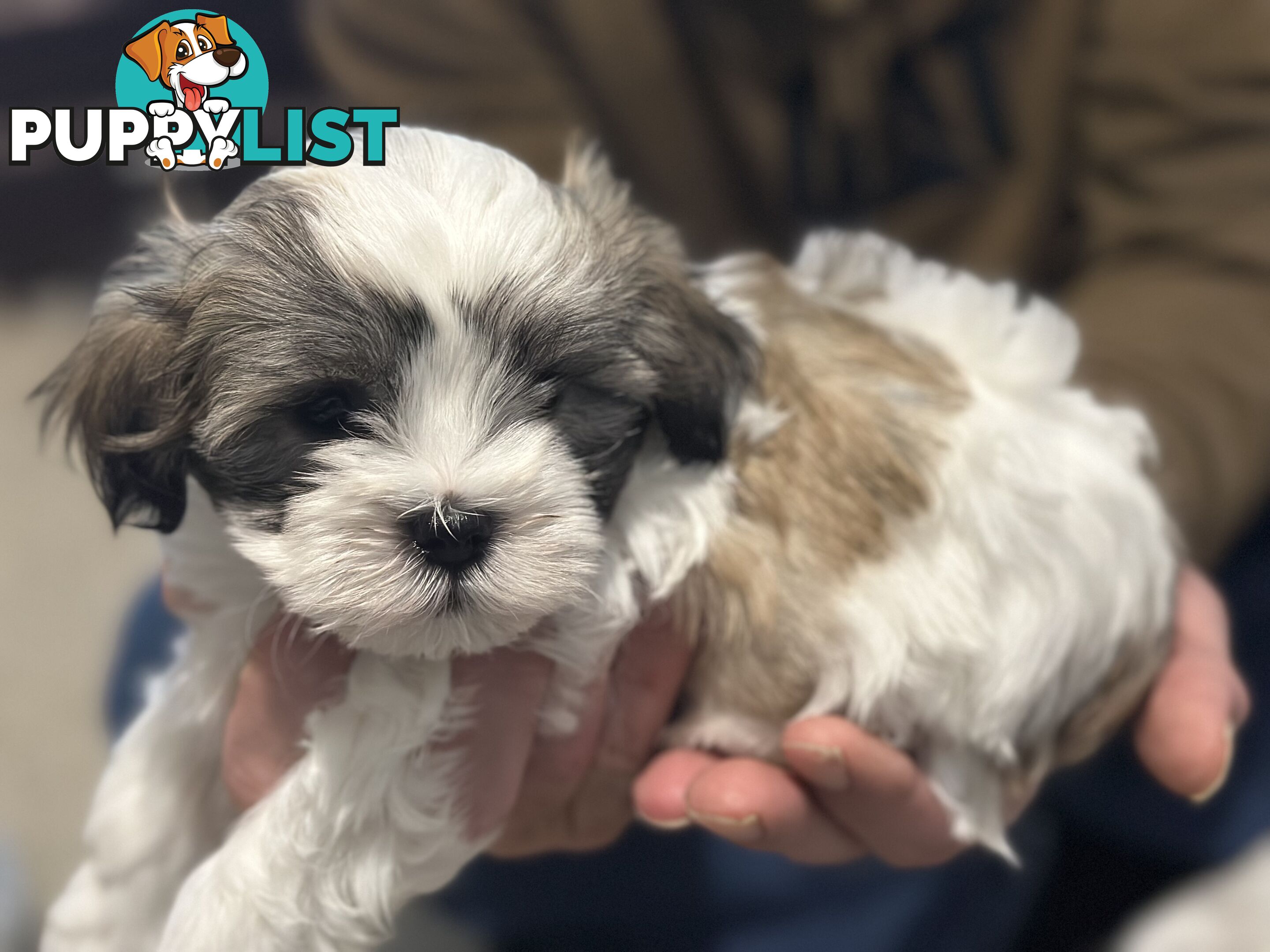 Maltese x Shihtzu puppies - currently 7 weeks old