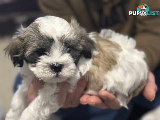 Maltese x Shihtzu puppies - currently 7 weeks old