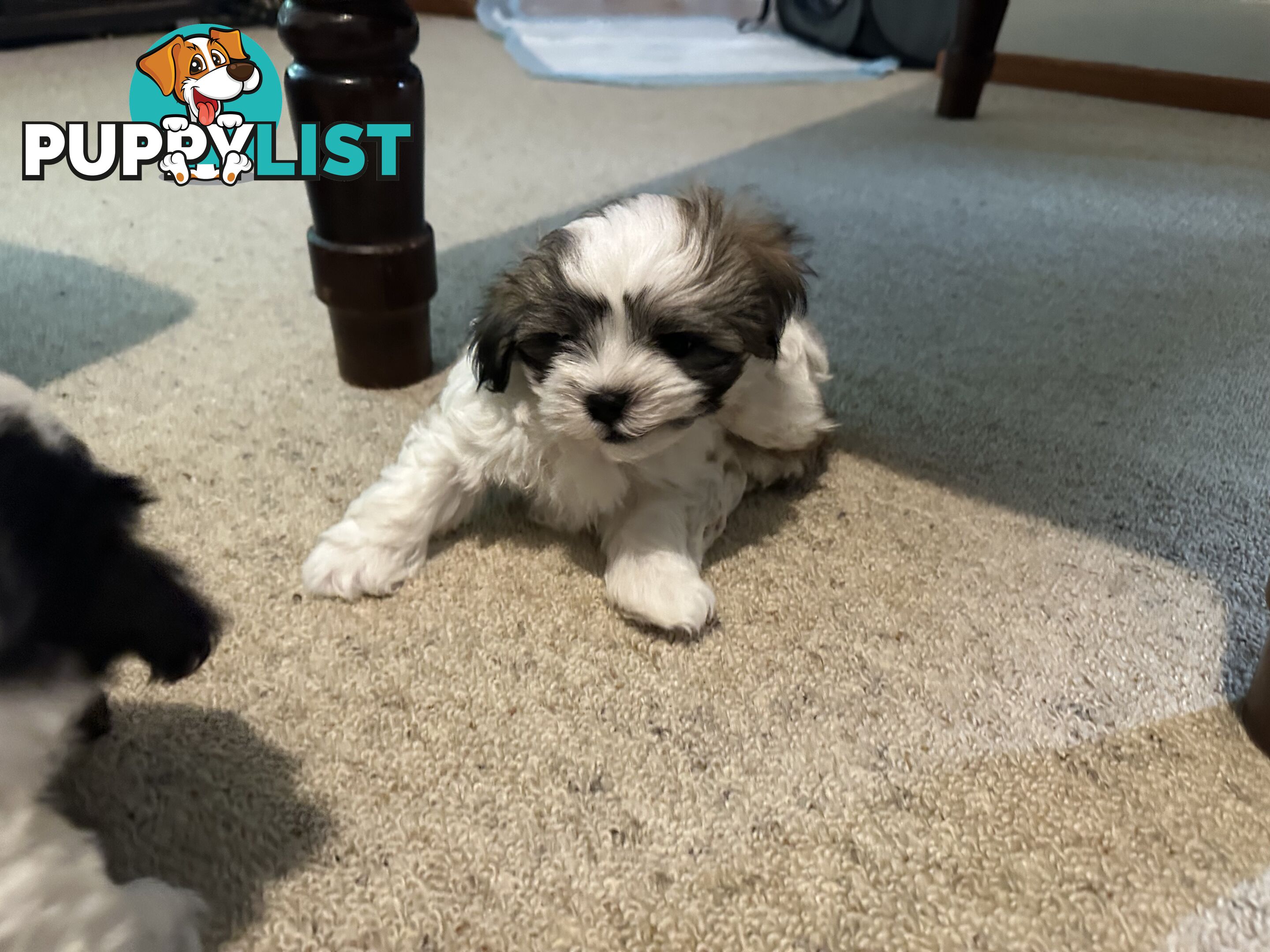 Maltese x Shihtzu puppies - currently 7 weeks old