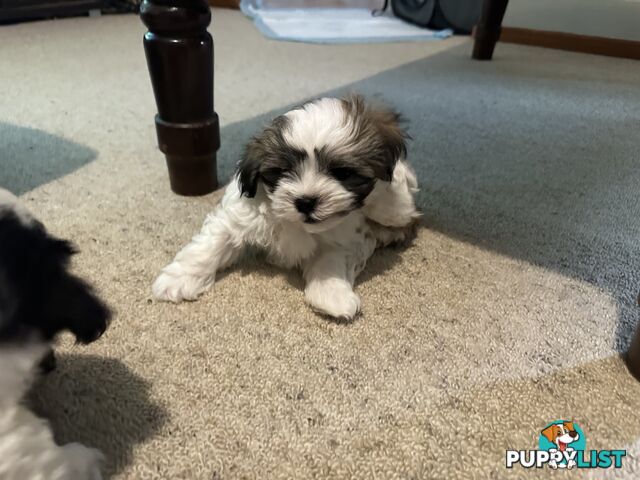 Maltese x Shihtzu puppies - currently 7 weeks old