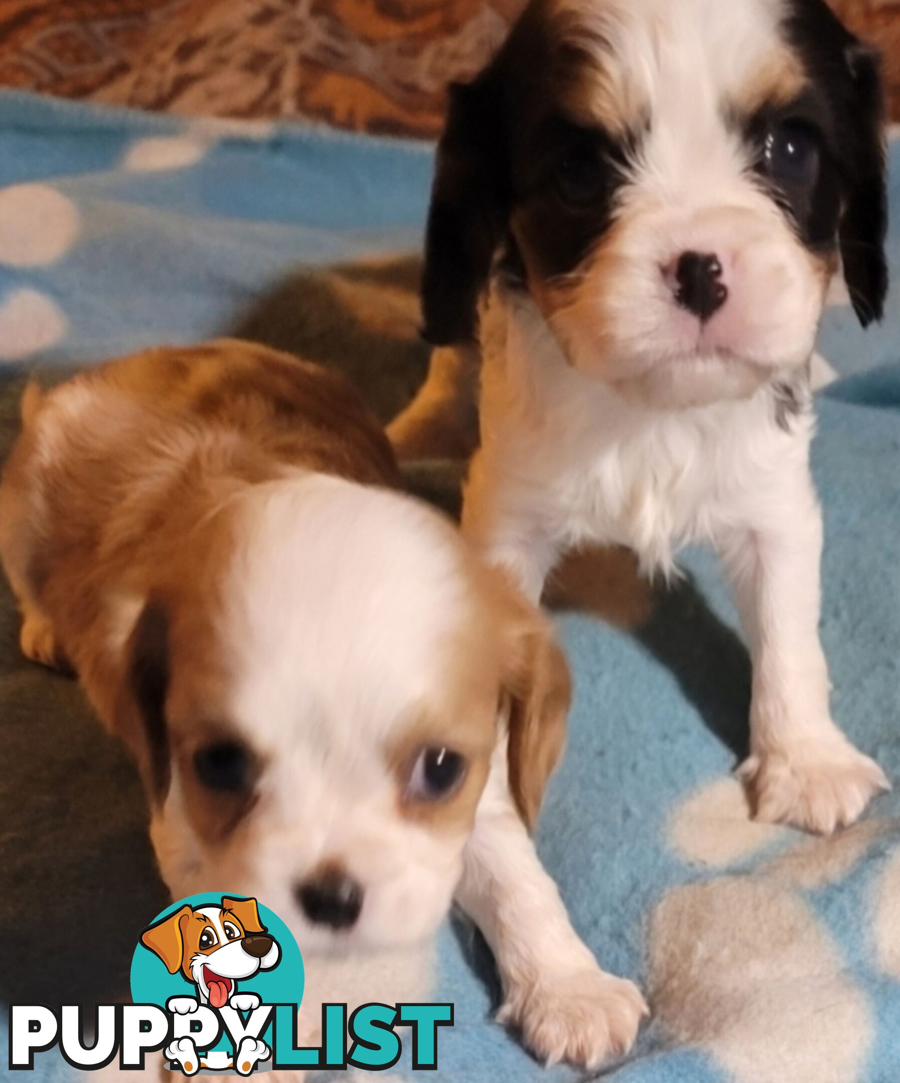 Cavalier Puppies 1 left