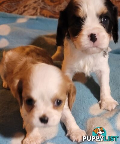 Cavalier Puppies 1 left