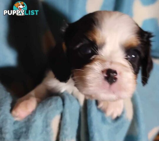 Cavalier Puppies 1 left