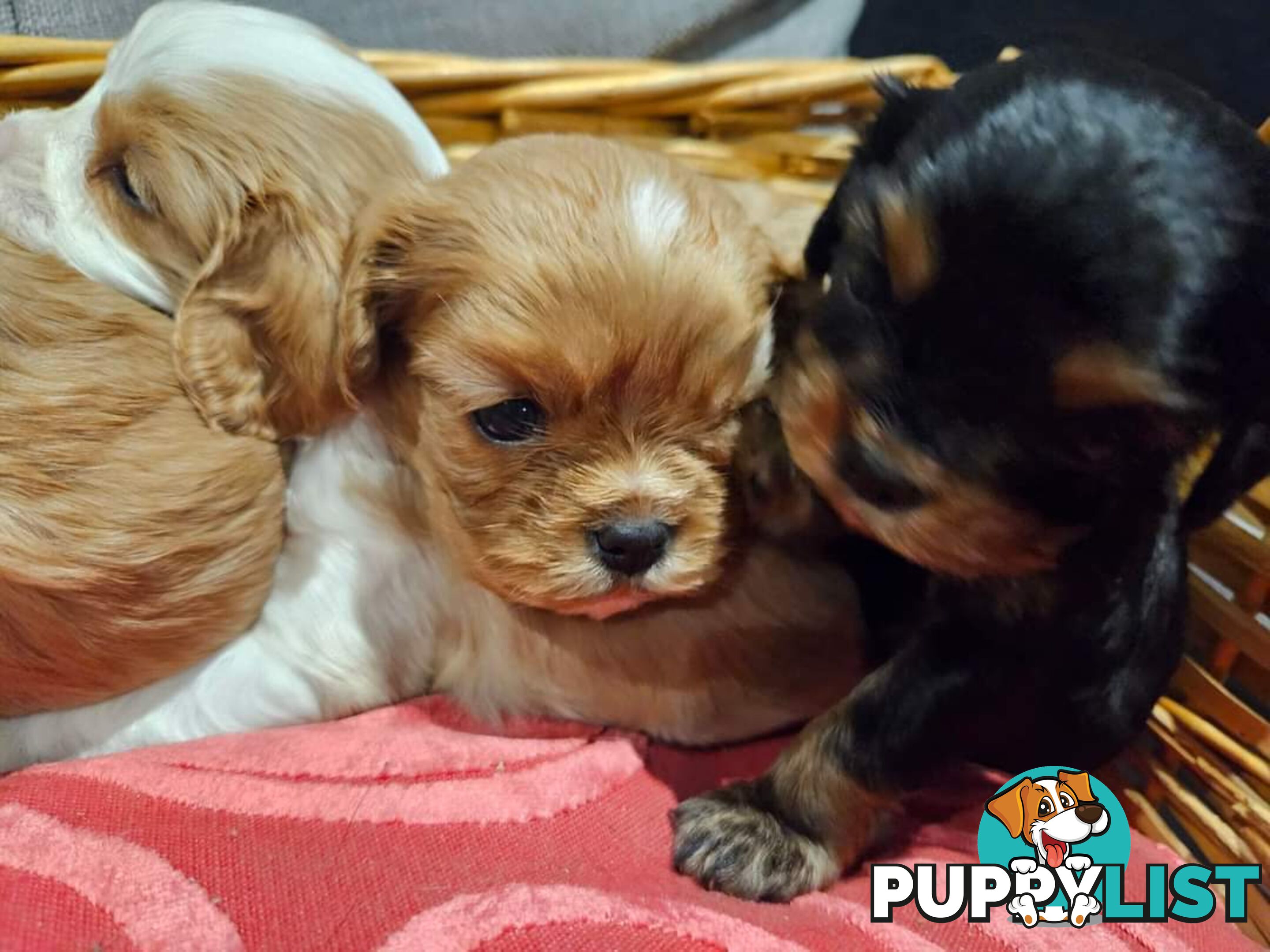 Cavalier Puppies 1 left