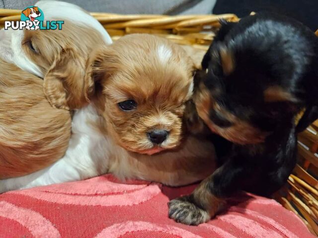 Cavalier Puppies 1 left