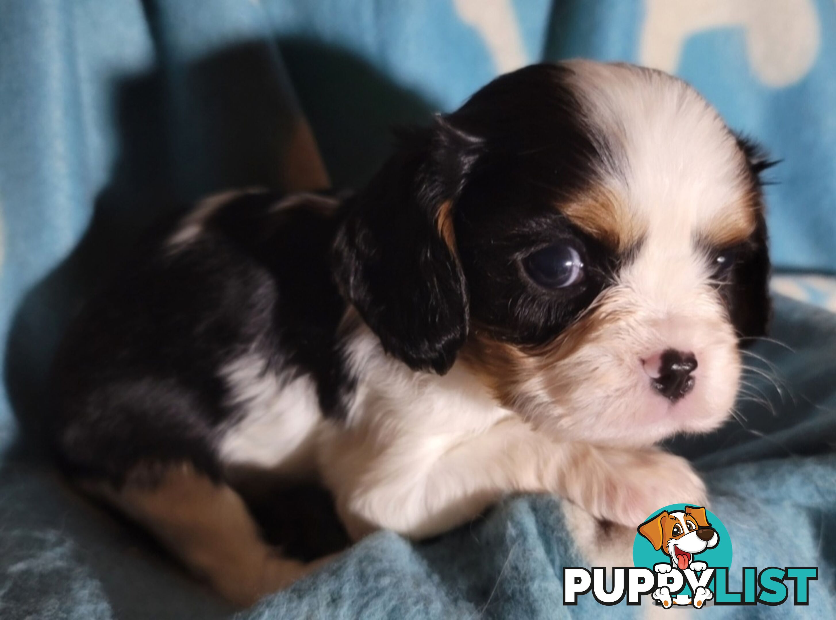 Cavalier Puppies 1 left