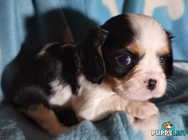 Cavalier Puppies 1 left