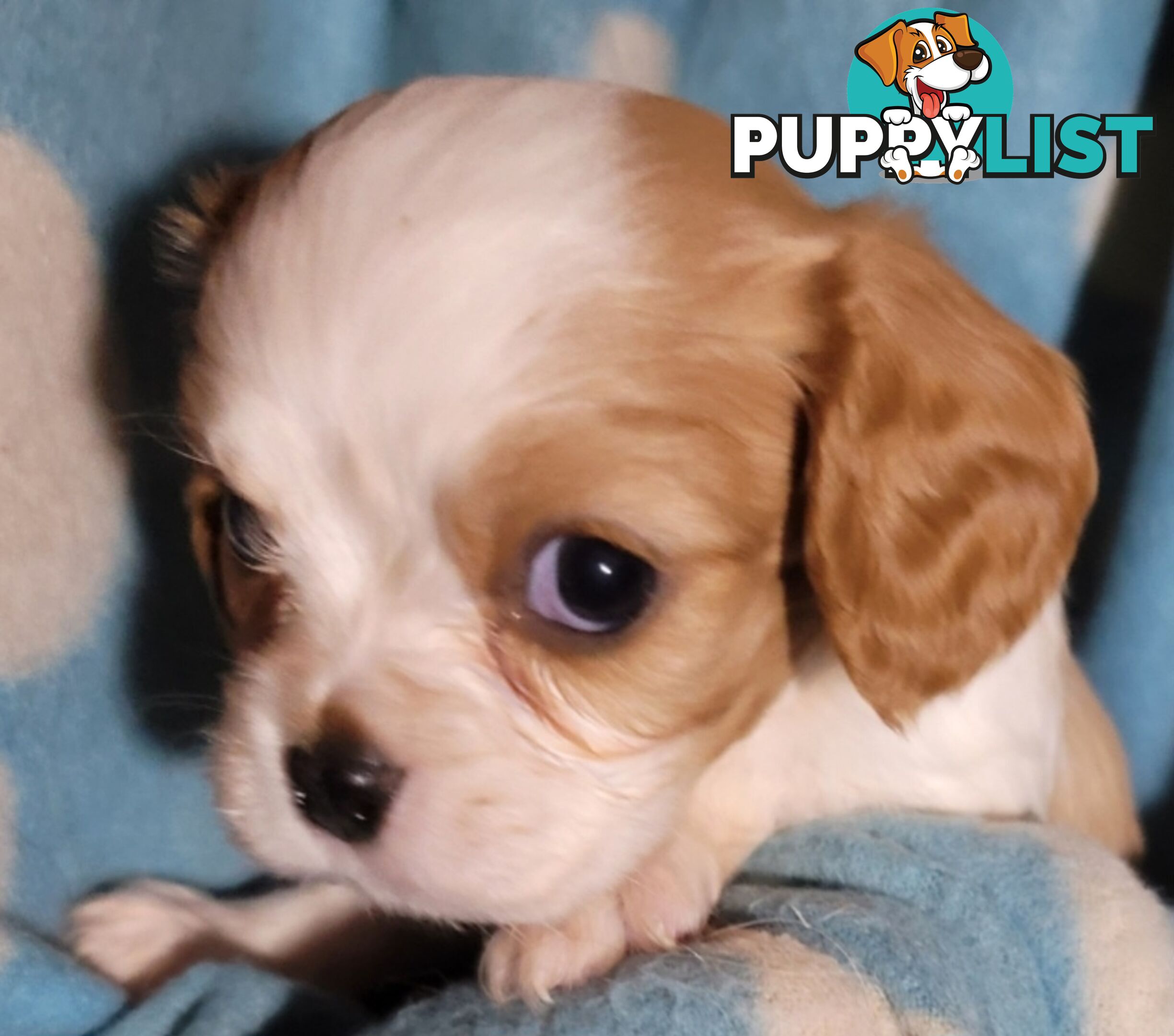 Cavalier Puppies 1 left