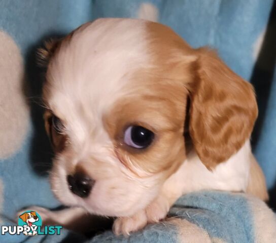 Cavalier Puppies 1 left